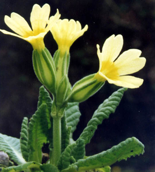 Primula eliator ssp intricata en fleurs dans les pelouses d'altitude des Alpes